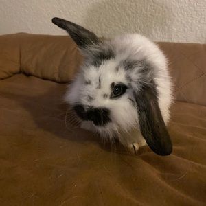 Meet your Posher, Carmen